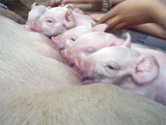 cochinitos bebes copia