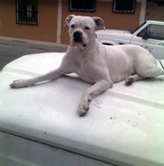 quetal