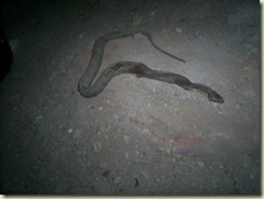 serpiente