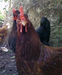 el_gallo_y_las_gallinas
