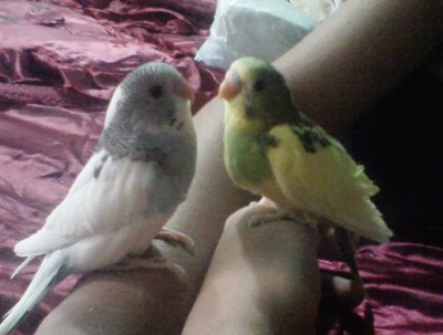pajarito2