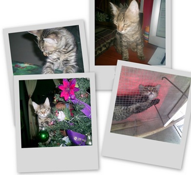 collage1