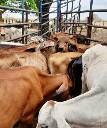 Fundo La Ceiba Fundo La Ceiba